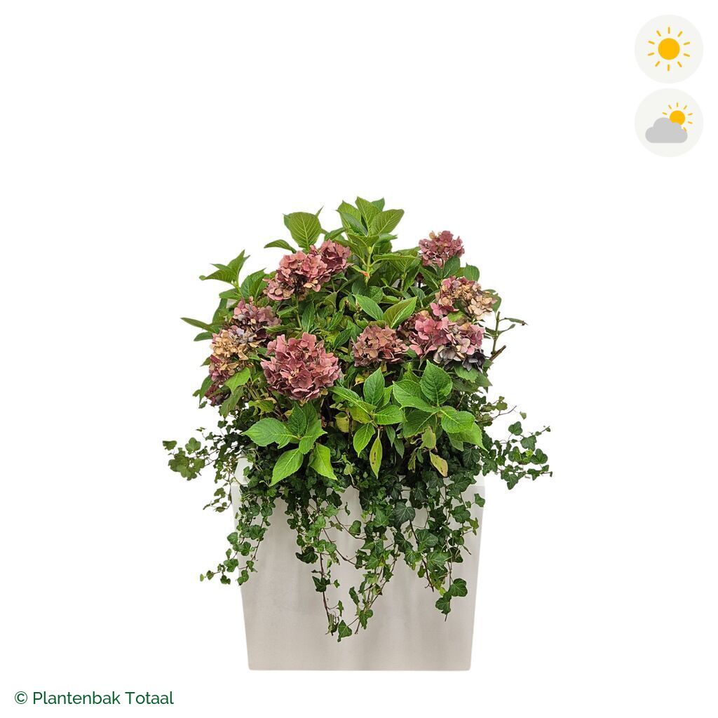 productfoto van plantenbak Fiberstone Block Hoogglans Wit Boerenhortensia Combinatie