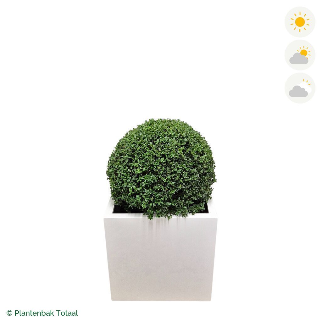 productfoto van plantenbak Fiberstone Block Hoogglans Wit Japanse Hulst