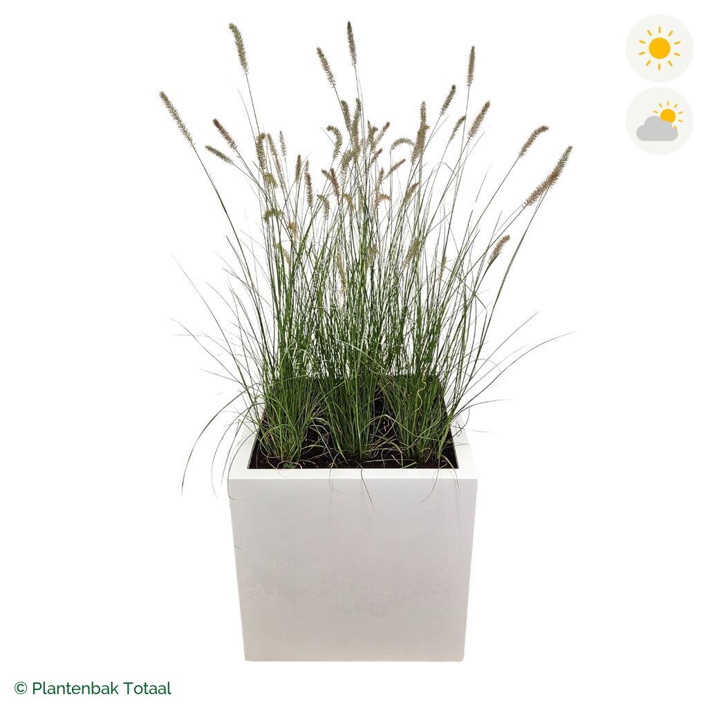 productfoto van plantenbak Fiberstone Block Hoogglans Wit Lampenpoetsersgras