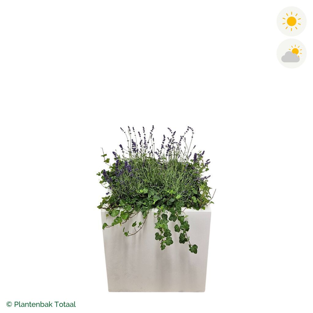 productfoto van plantenbak Fiberstone Block Hoogglans Wit Lavendel Combinatie