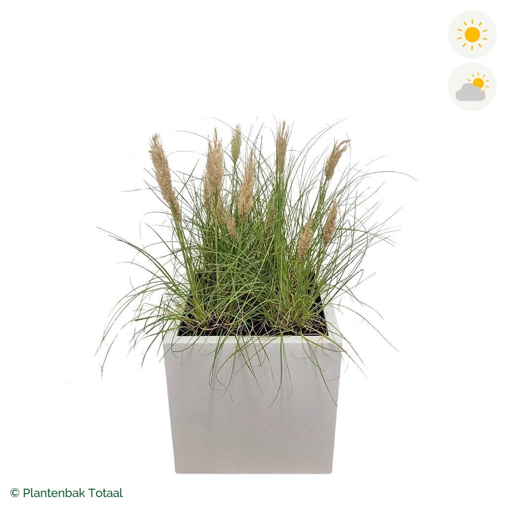 productfoto van plantenbak Fiberstone Block Hoogglans Wit Pampasgras