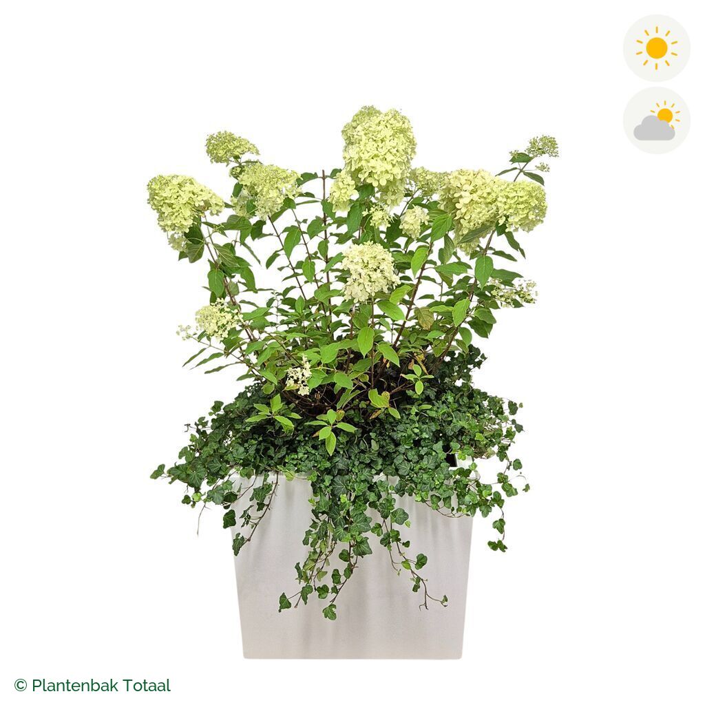 productfoto van plantenbak Fiberstone Block Hoogglans Wit Pluimhortensia Combinatie