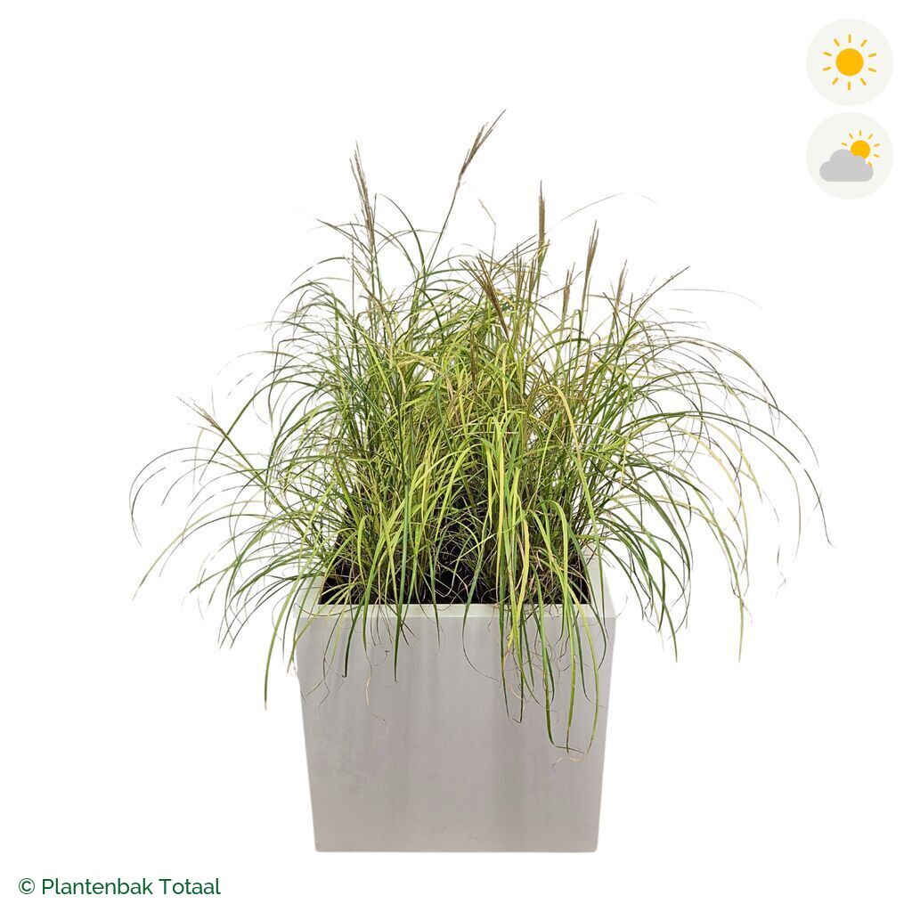 productfoto van plantenbak Fiberstone Block Hoogglans Wit Prachtriet