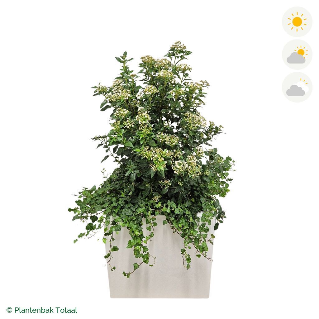productfoto van plantenbak Fiberstone Block Hoogglans Wit Sneeuwbal Combinatie