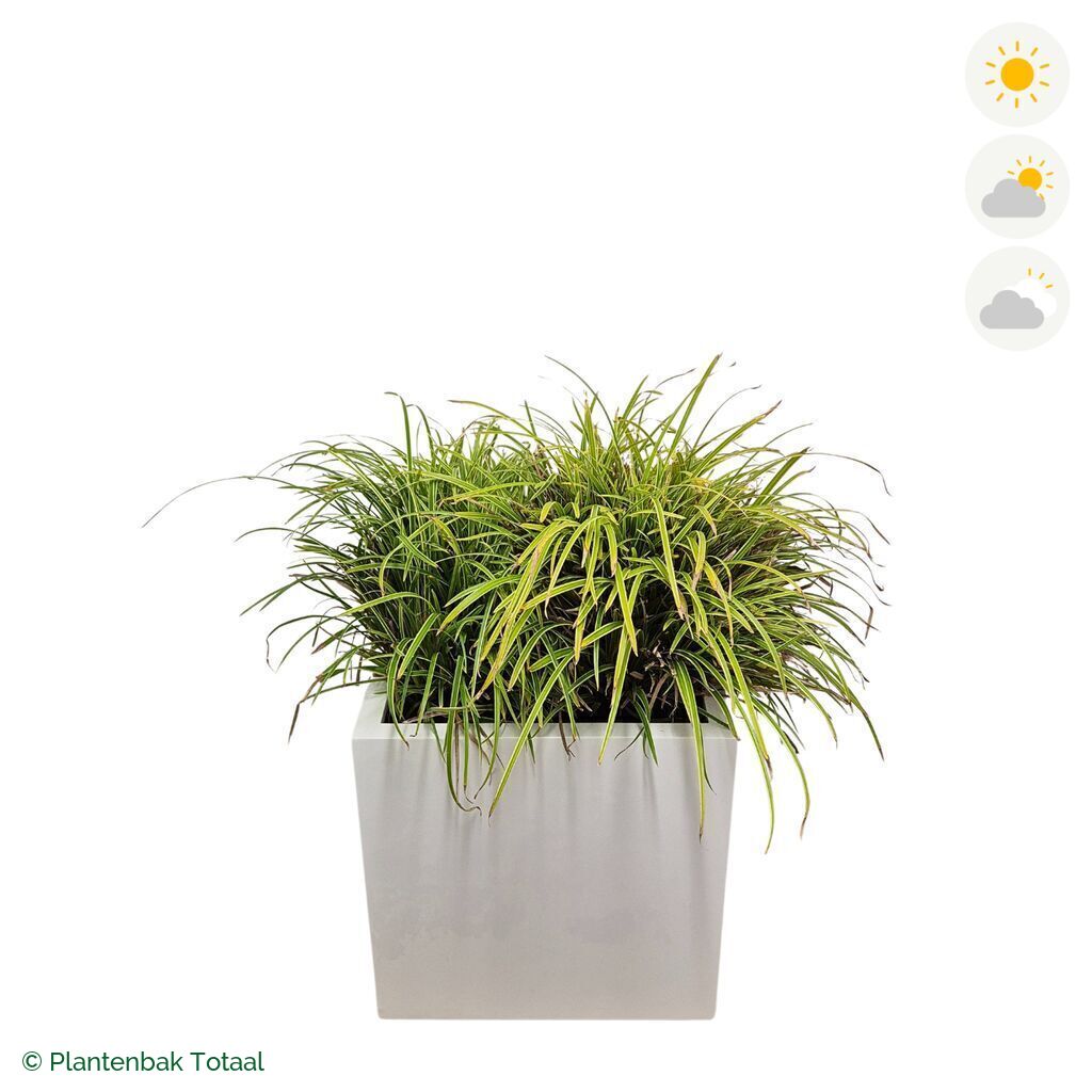 productfoto van plantenbak Fiberstone Block Hoogglans Wit Zegge