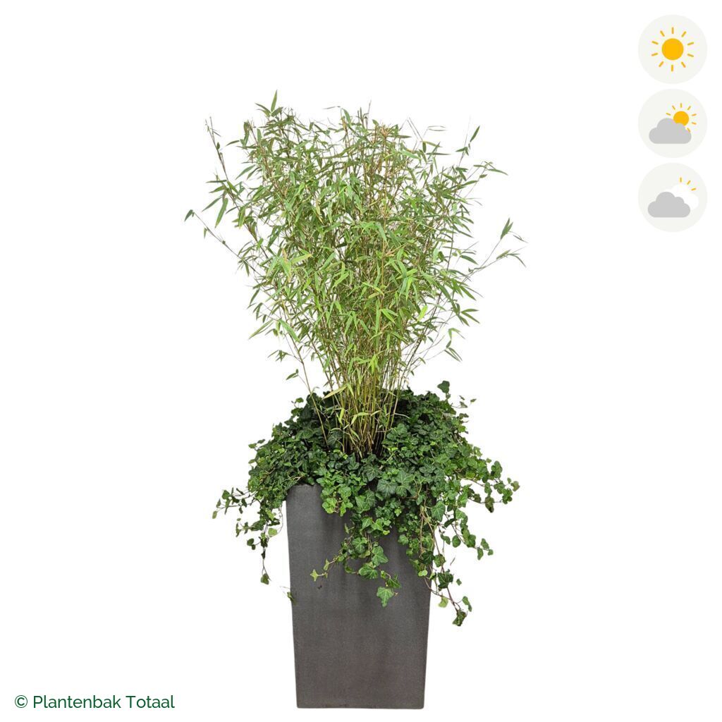 productfoto van plantenbak Fiberstone Bouvy L Bamboe Combinatie