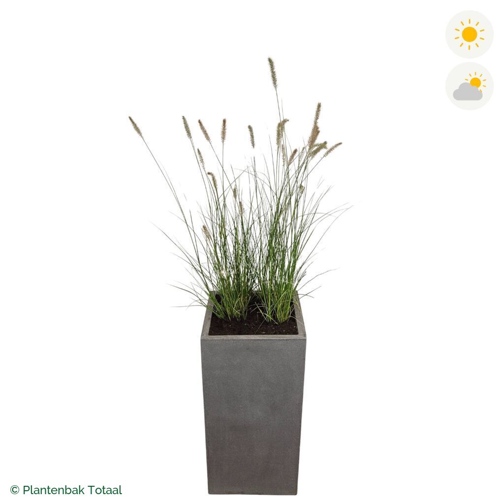 productfoto van plantenbak Fiberstone Bouvy L Lampenpoetsersgras