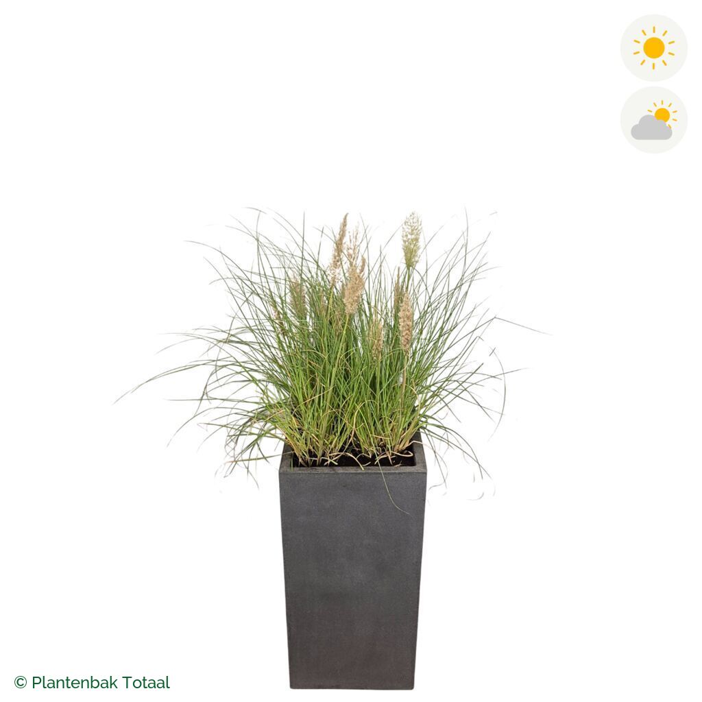 productfoto van plantenbak Fiberstone Bouvy L Pampasgras
