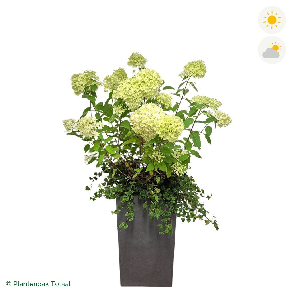 productfoto van plantenbak Fiberstone Bouvy L Pluimhortensia Combinatie