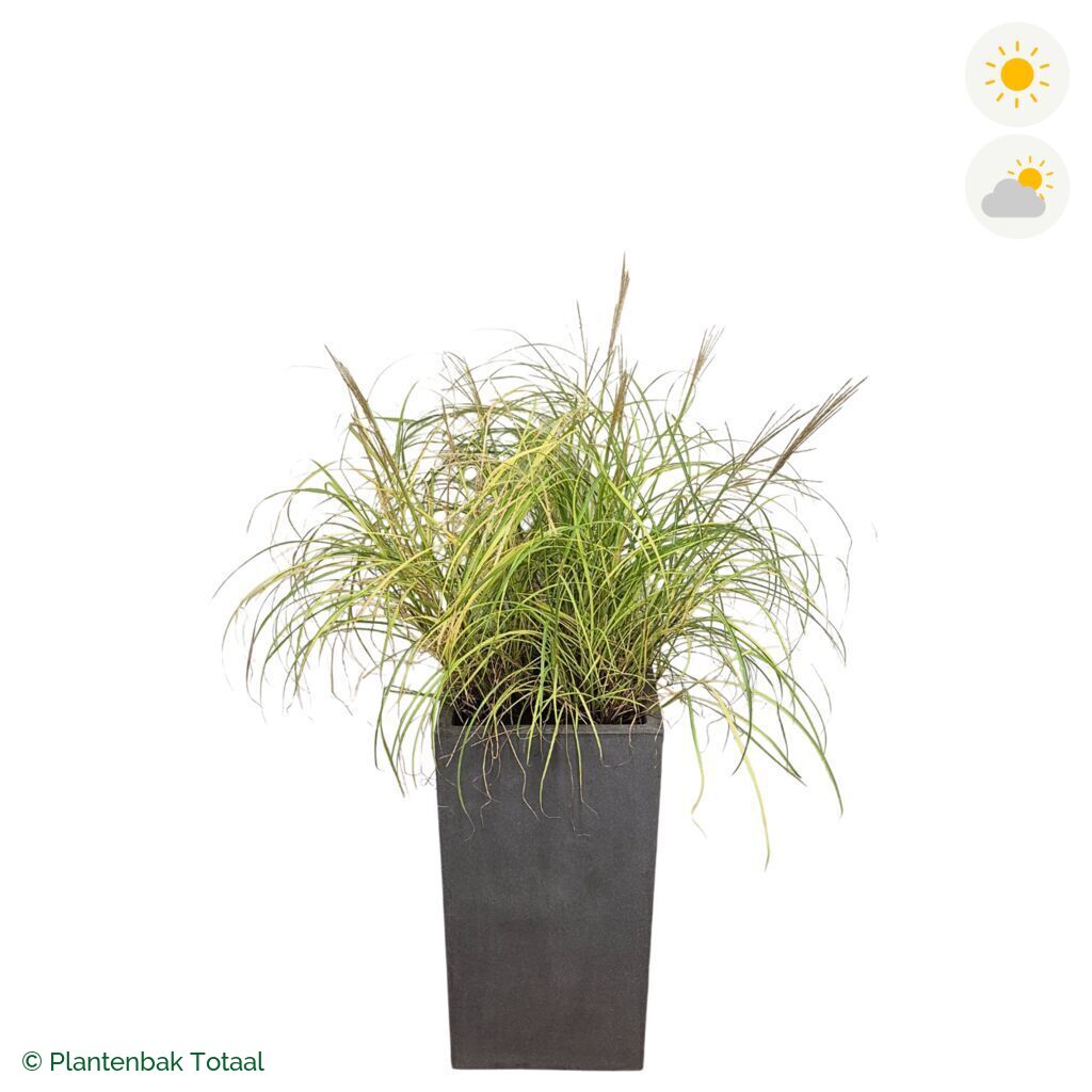 productfoto van plantenbak Fiberstone Bouvy L Prachtriet