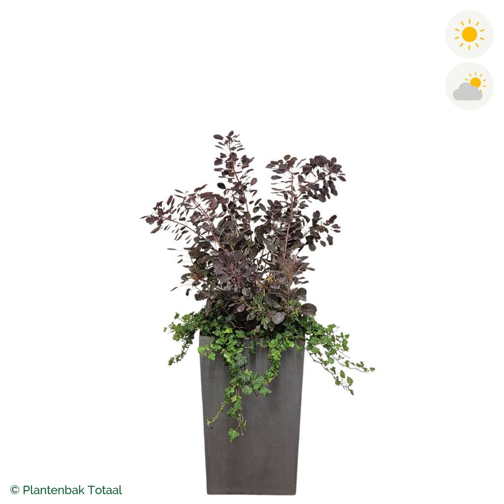 productfoto van plantenbak Fiberstone Bouvy L Pruikenboom Combinatie