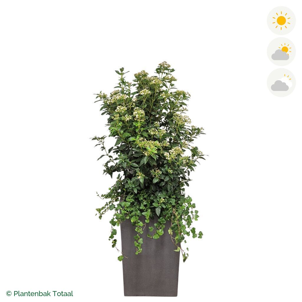 productfoto van plantenbak Fiberstone Bouvy L Sneeuwbal Combinatie