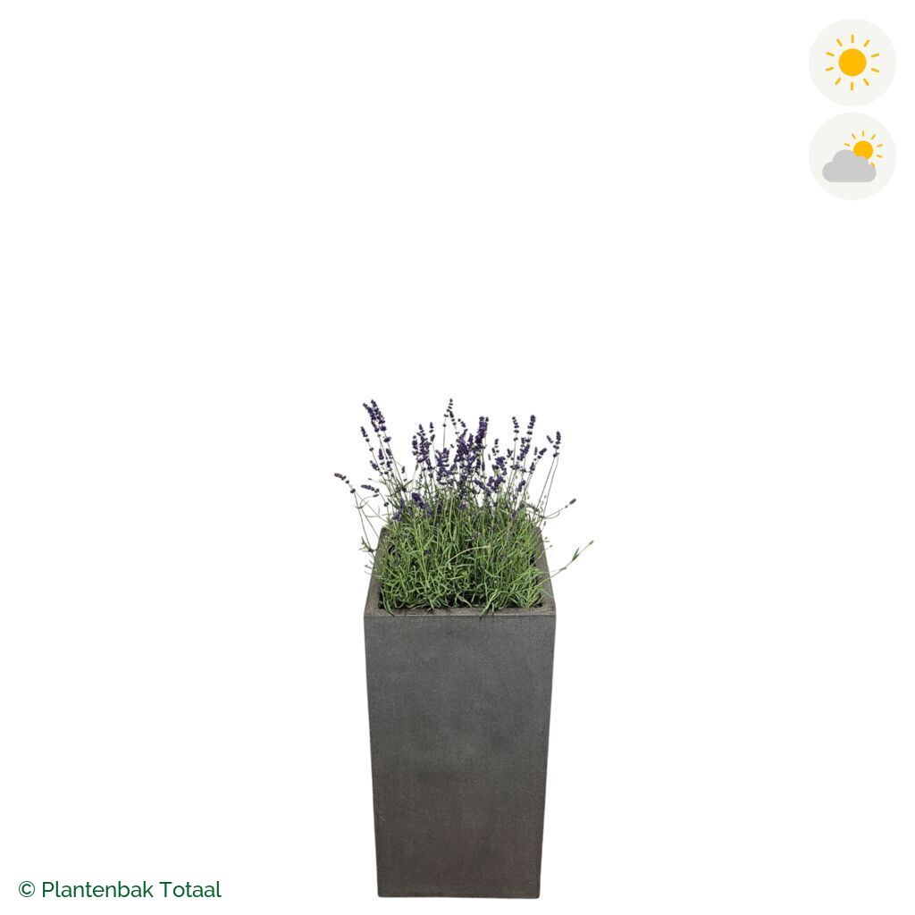 productfoto van plantenbak Fiberstone Bouvy L Lavendel Combinatie