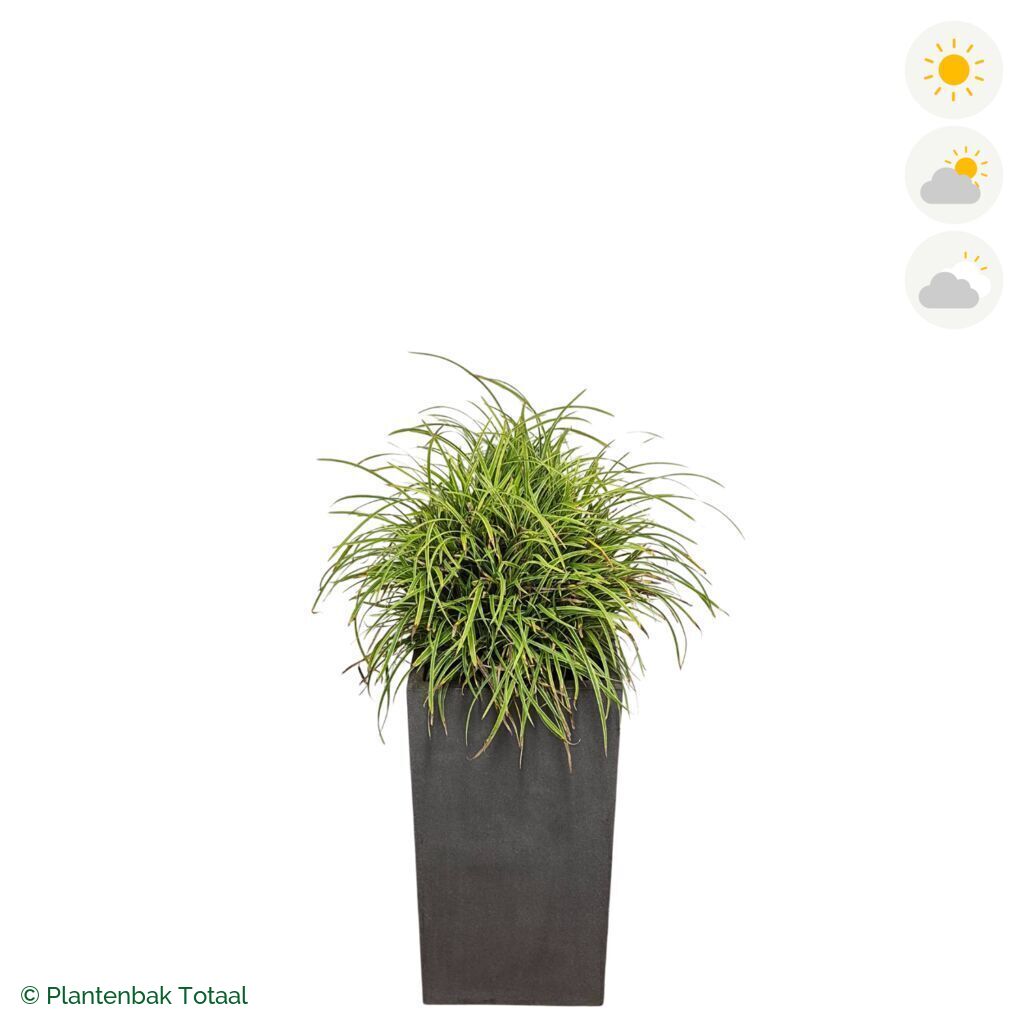 productfoto van plantenbak Fiberstone Bouvy L Zegge