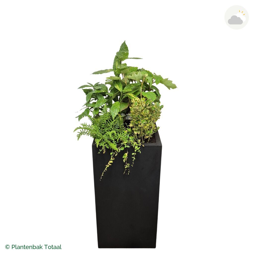 productfoto van plantenbak Fiberstone Bouvy XL Set Amazone