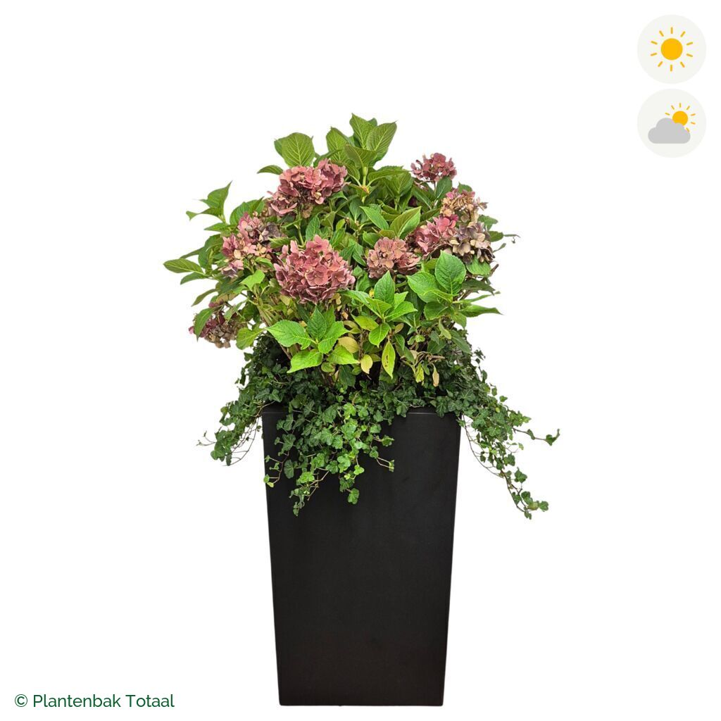 productfoto van plantenbak Fiberstone Bouvy XL Boerenhortensia Combinatie
