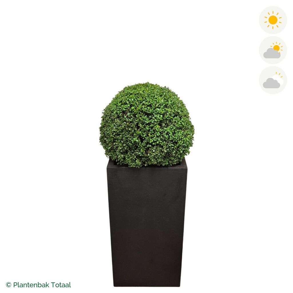 productfoto van plantenbak Fiberstone Bouvy XL Japanse Hulst