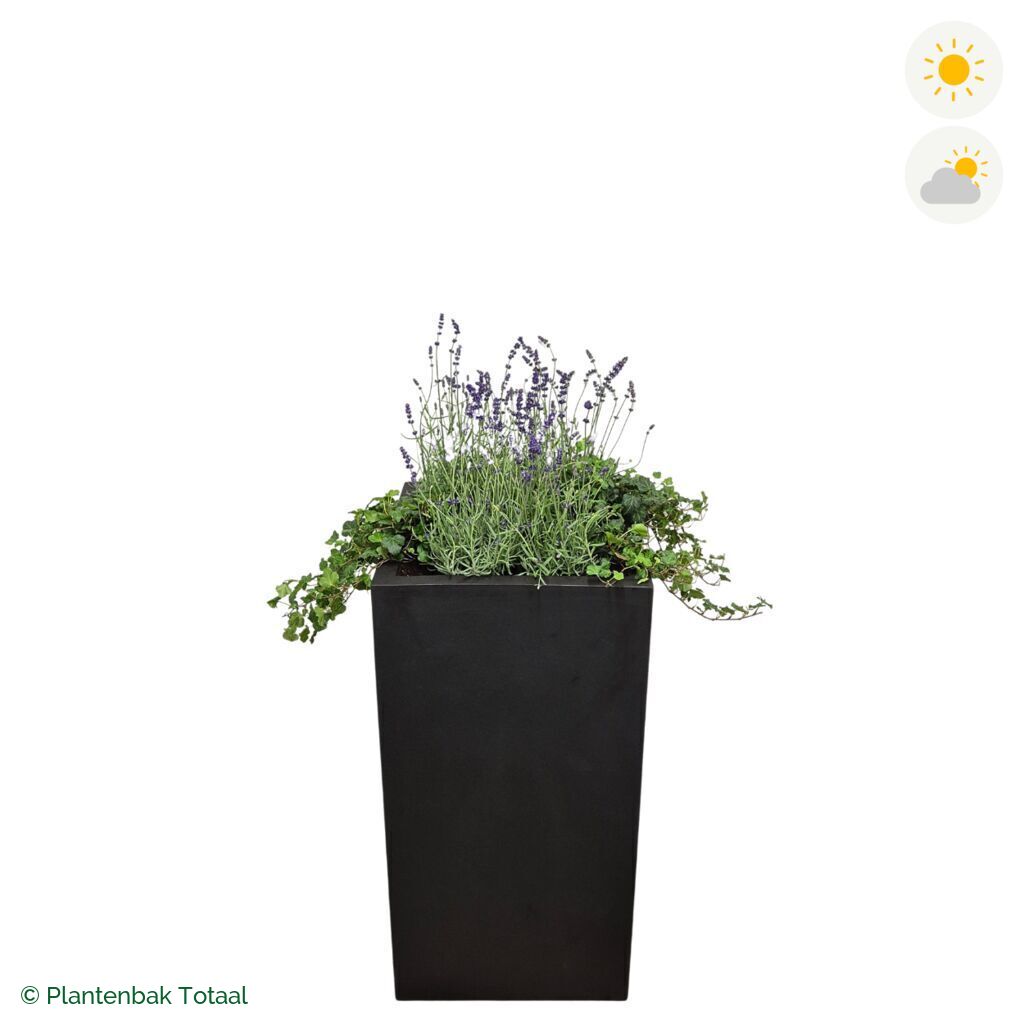 productfoto van plantenbak Fiberstone Bouvy XL Lavendel Combinatie