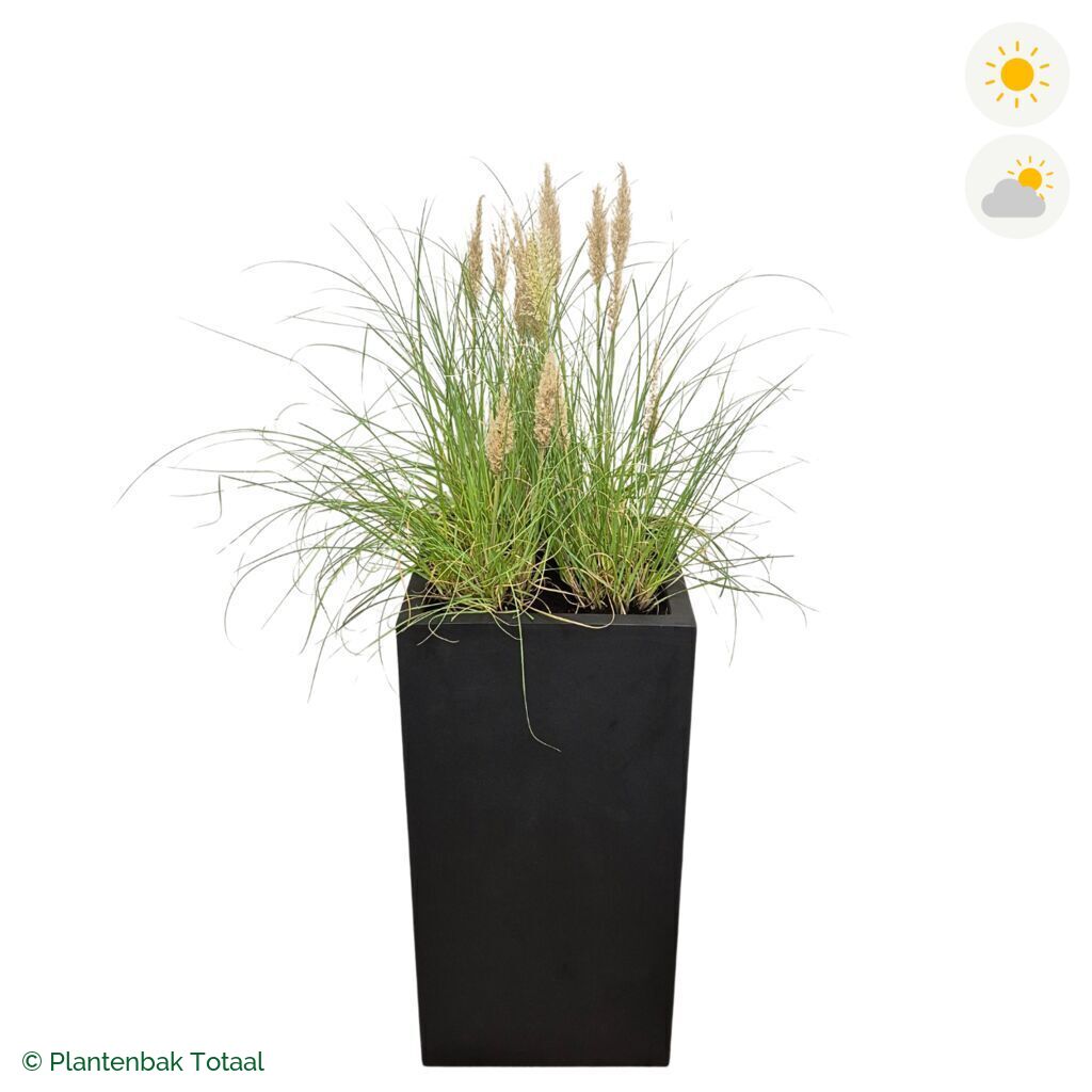productfoto van plantenbak Fiberstone Bouvy XL Pampasgras