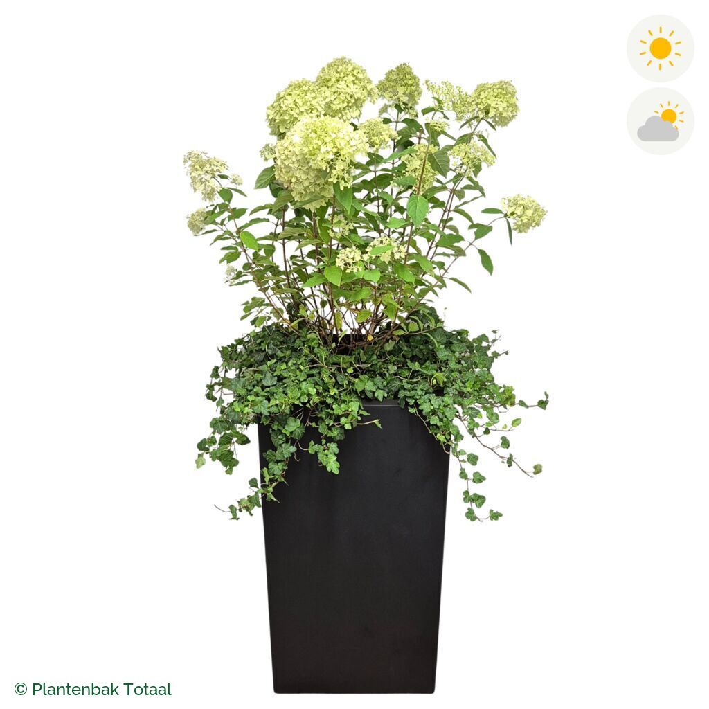 productfoto van plantenbak Fiberstone Bouvy XL Pluimhortensia Combinatie