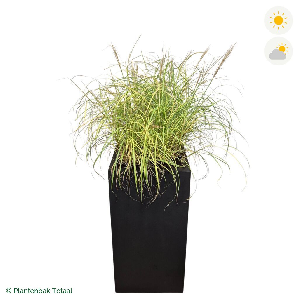 productfoto van plantenbak Fiberstone Bouvy XL Prachtriet