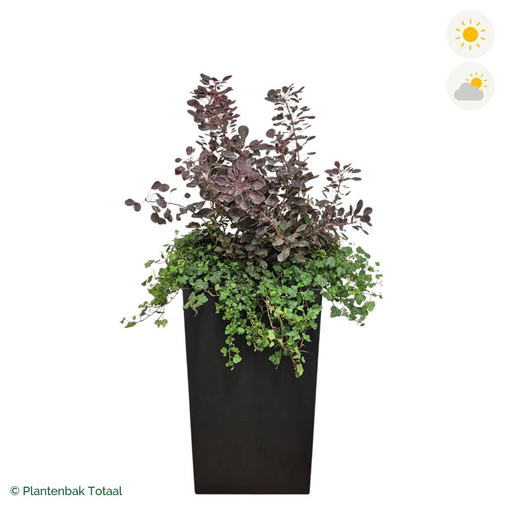 productfoto van plantenbak Fiberstone Bouvy XL Pruikenboom Combinatie