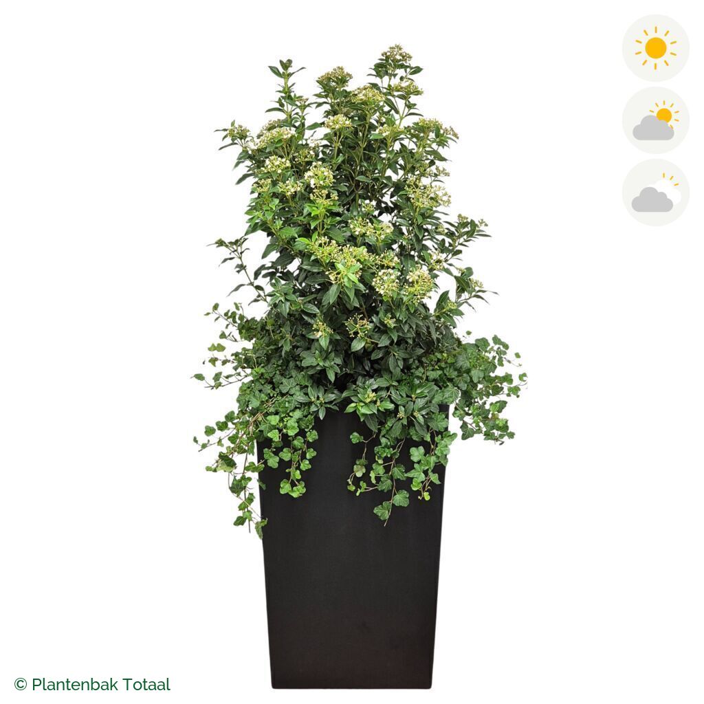 productfoto van plantenbak Fiberstone Bouvy XL Sneeuwbal Combinatie