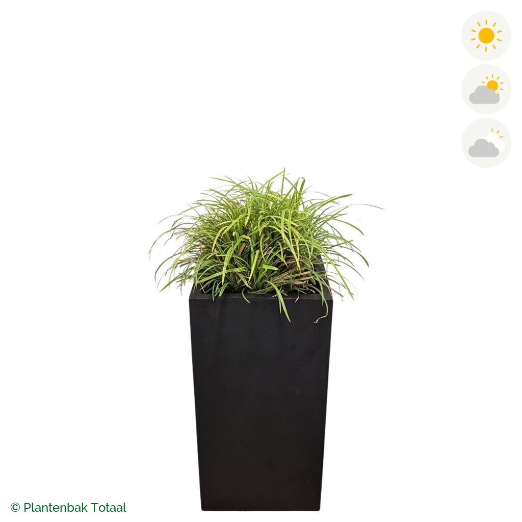 productfoto van plantenbak Fiberstone Bouvy XL Zegge