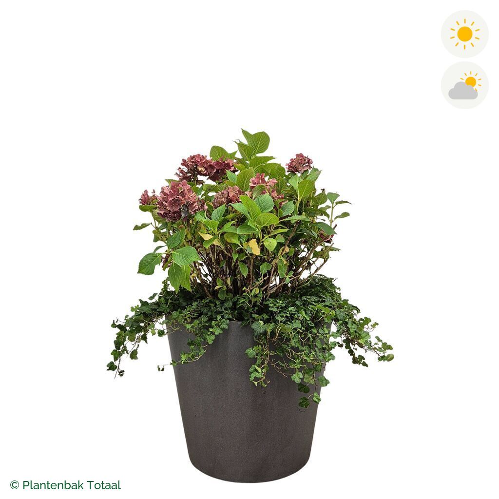 productfoto van plantenbak Fiberstone Bucket Boerenhortensia Combinatie