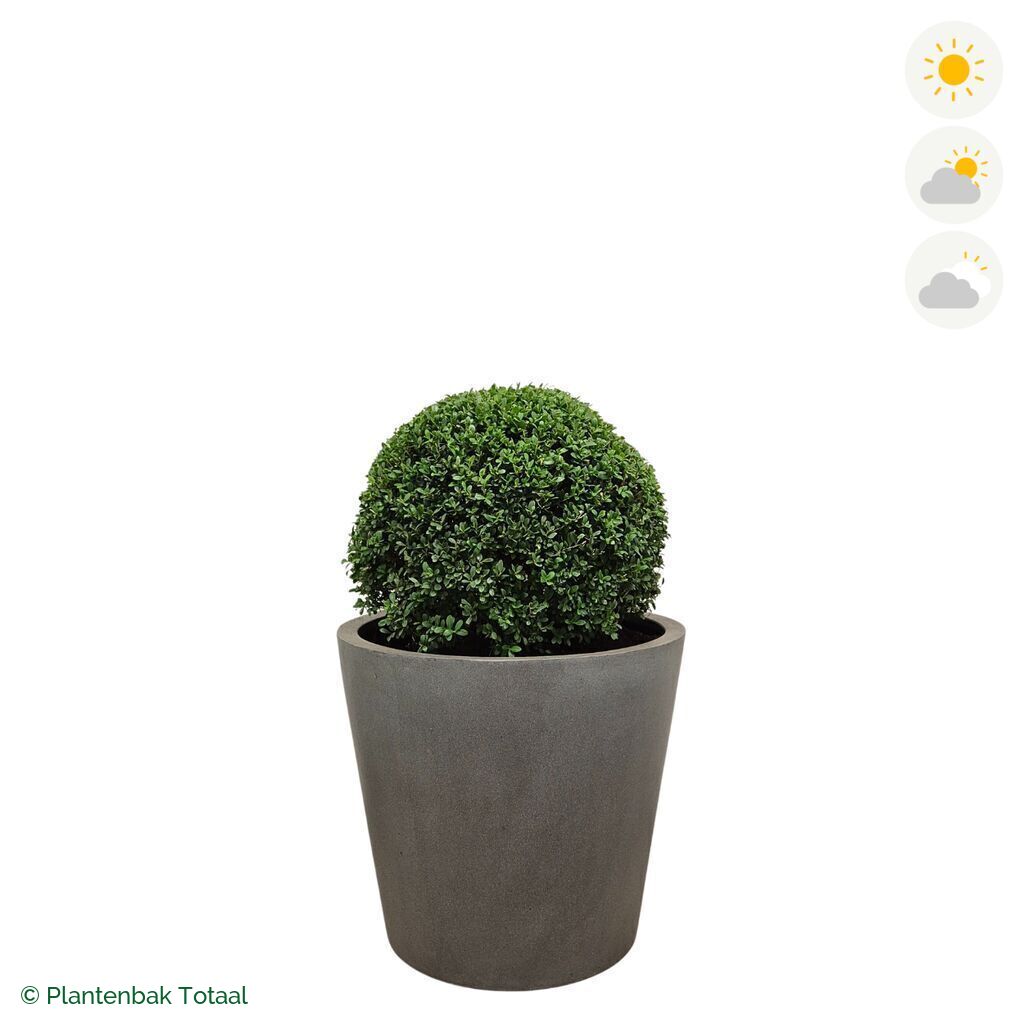 productfoto van plantenbak Fiberstone Bucket Japanse Hulst