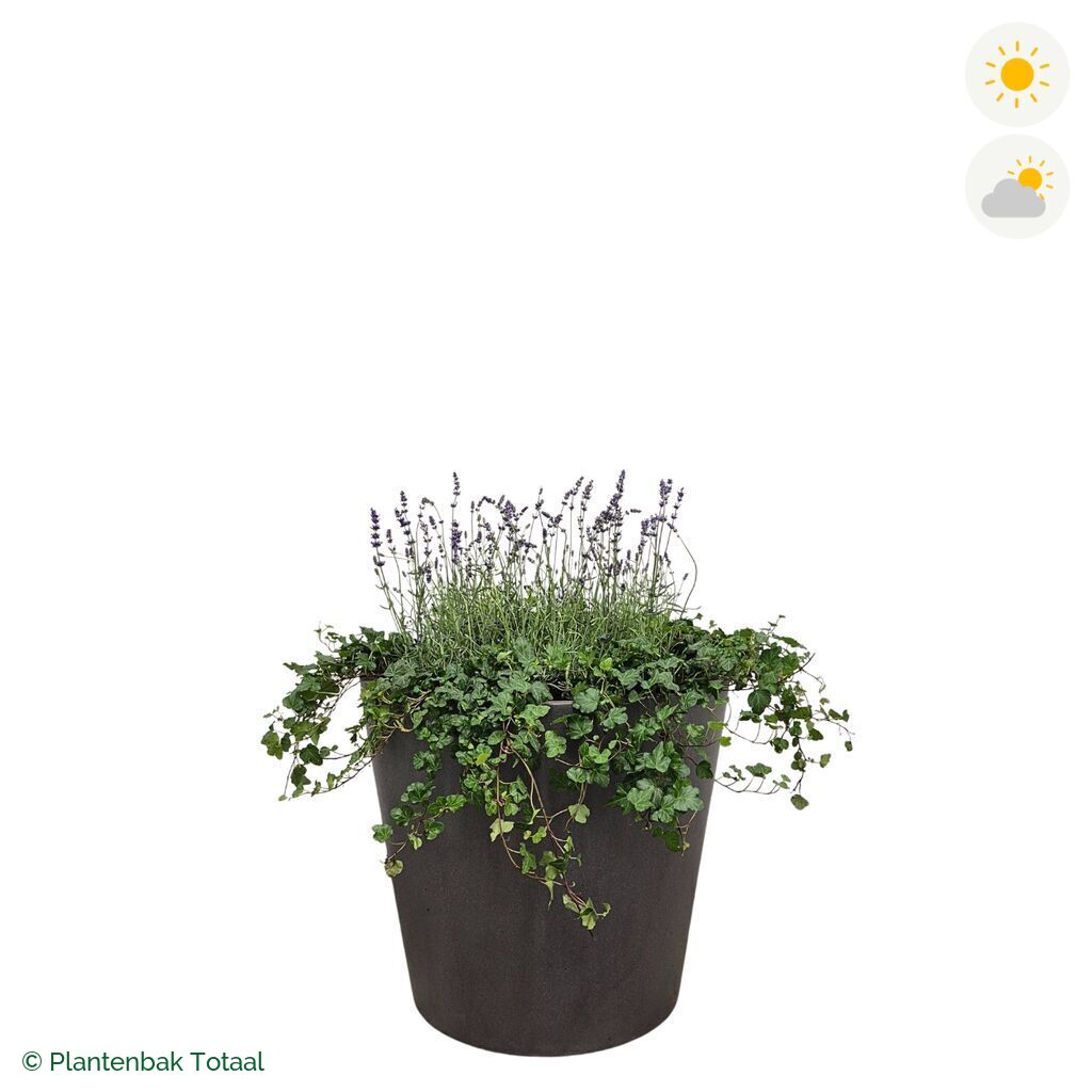 productfoto van plantenbak Fiberstone Bucket Lavendel Combinatie