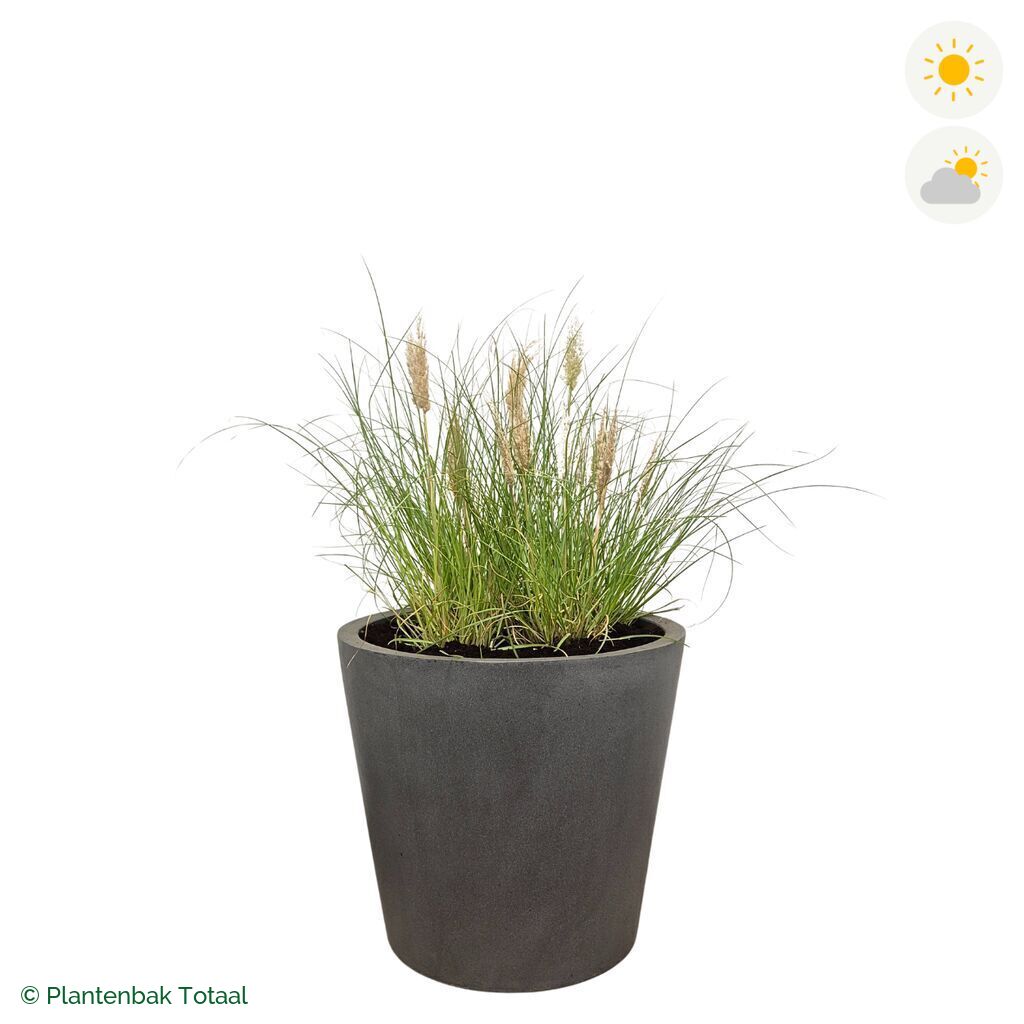 productfoto van plantenbak Fiberstone Bucket Pampasgras