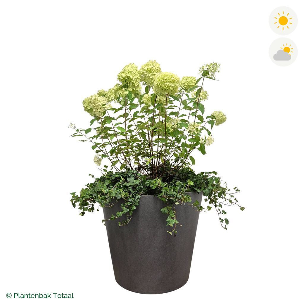 productfoto van plantenbak Fiberstone Bucket Pluimhortensia Combinatie