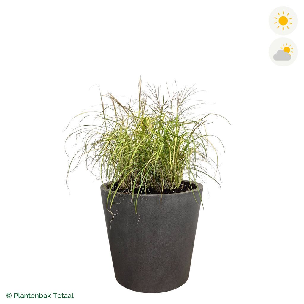 productfoto van plantenbak Fiberstone Bucket Prachtriet