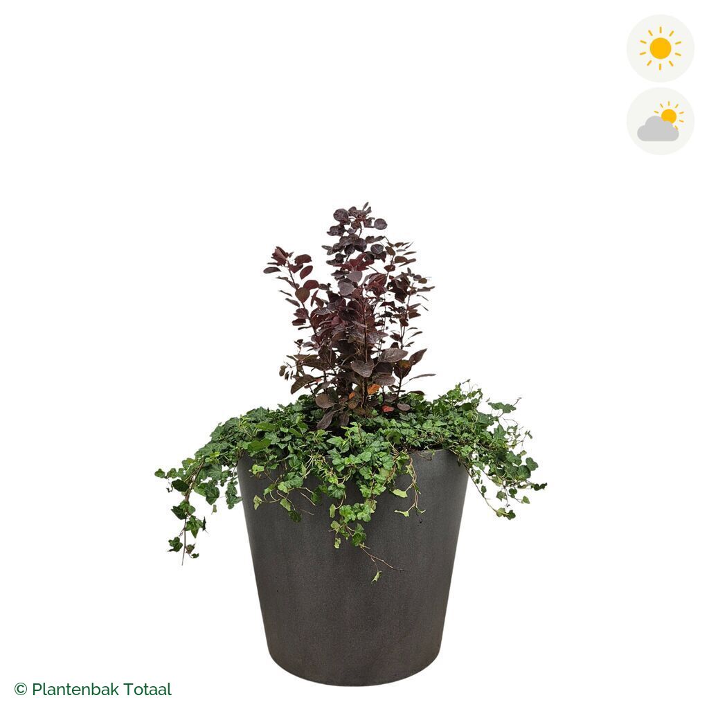 productfoto van plantenbak Fiberstone Bucket Pruikenboom Combinatie