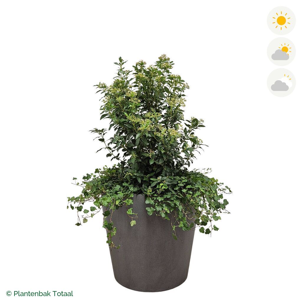 productfoto van plantenbak Fiberstone Bucket Sneeuwbal Combinatie