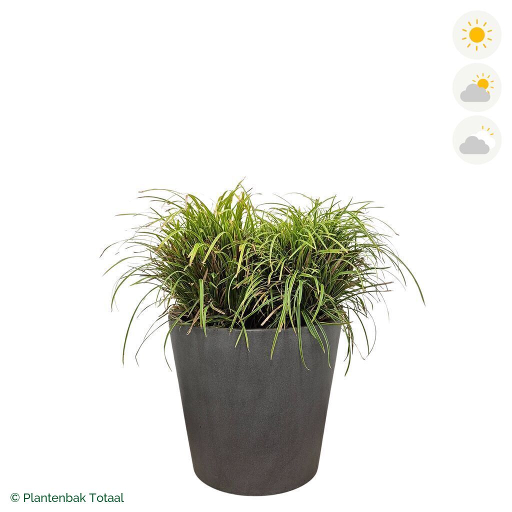 productfoto van plantenbak Fiberstone Bucket Zegge