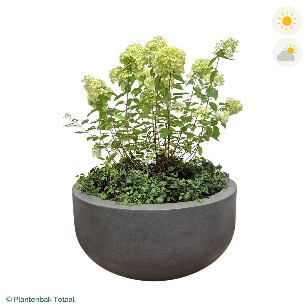 productfoto van plantenbak Fiberstone City Bowl Pluimhortensia Combinatie