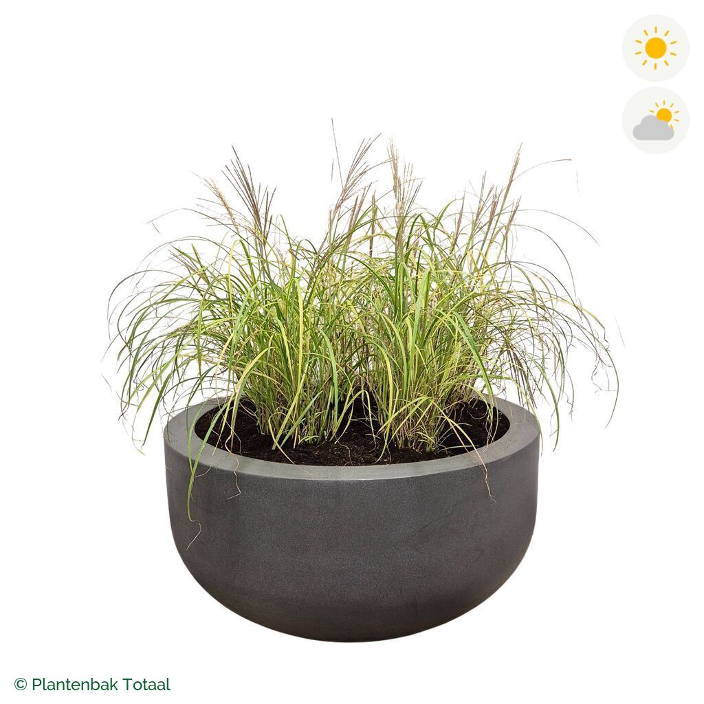 productfoto van plantenbak Fiberstone City Bowl Prachtriet