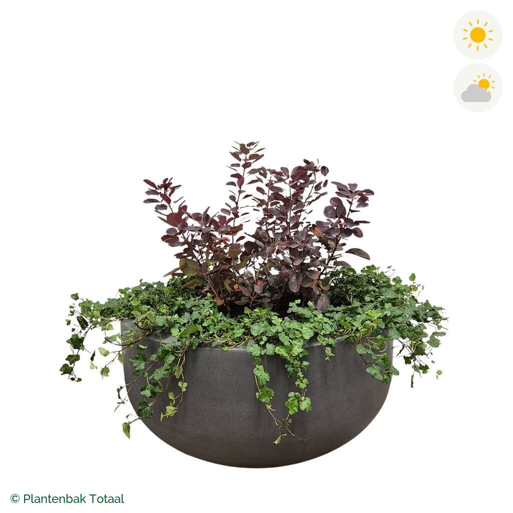 productfoto van plantenbak Fiberstone City Bowl Pruikenboom Combinatie