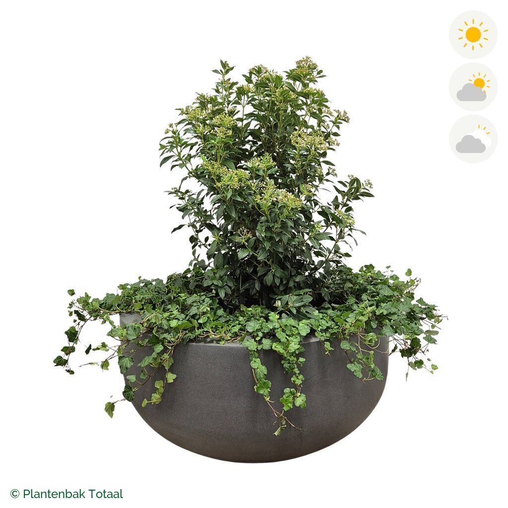 productfoto van plantenbak Fiberstone City Bowl Sneeuwbal Combinatie