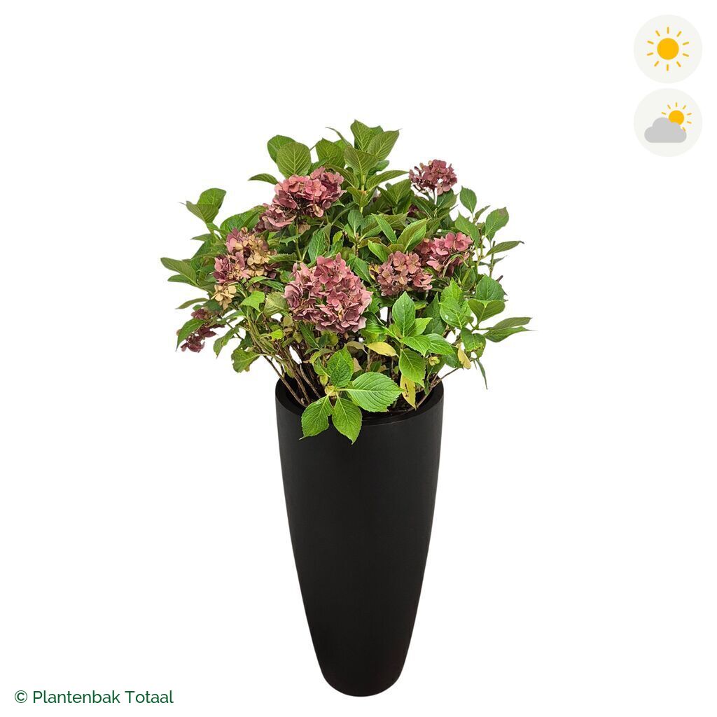 productfoto van plantenbak Fiberstone Dax Boerenhortensia Combinatie