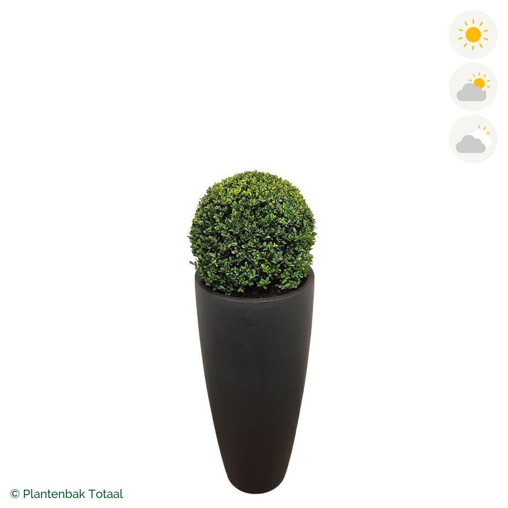 productfoto van plantenbak Fiberstone Dax Japanse Hulst