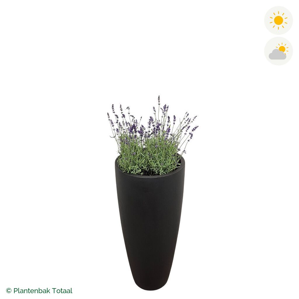 productfoto van plantenbak Fiberstone Dax Lavendel Combinatie