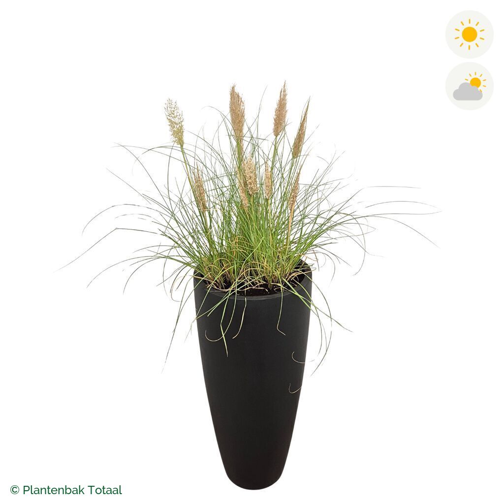 productfoto van plantenbak Fiberstone Dax Pampasgras