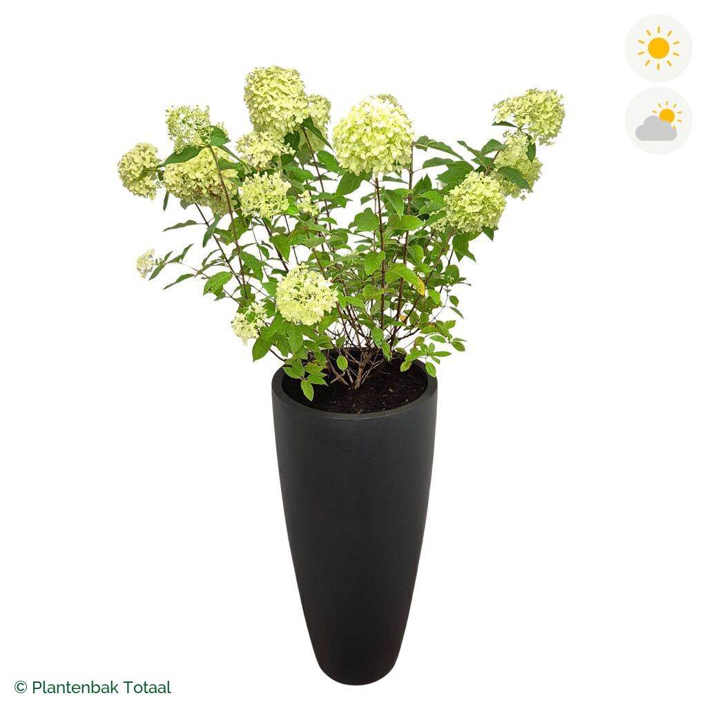 productfoto van plantenbak Fiberstone Dax Pluimhortensia Combinatie