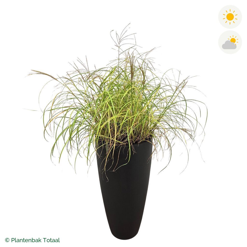productfoto van plantenbak Fiberstone Dax Prachtriet