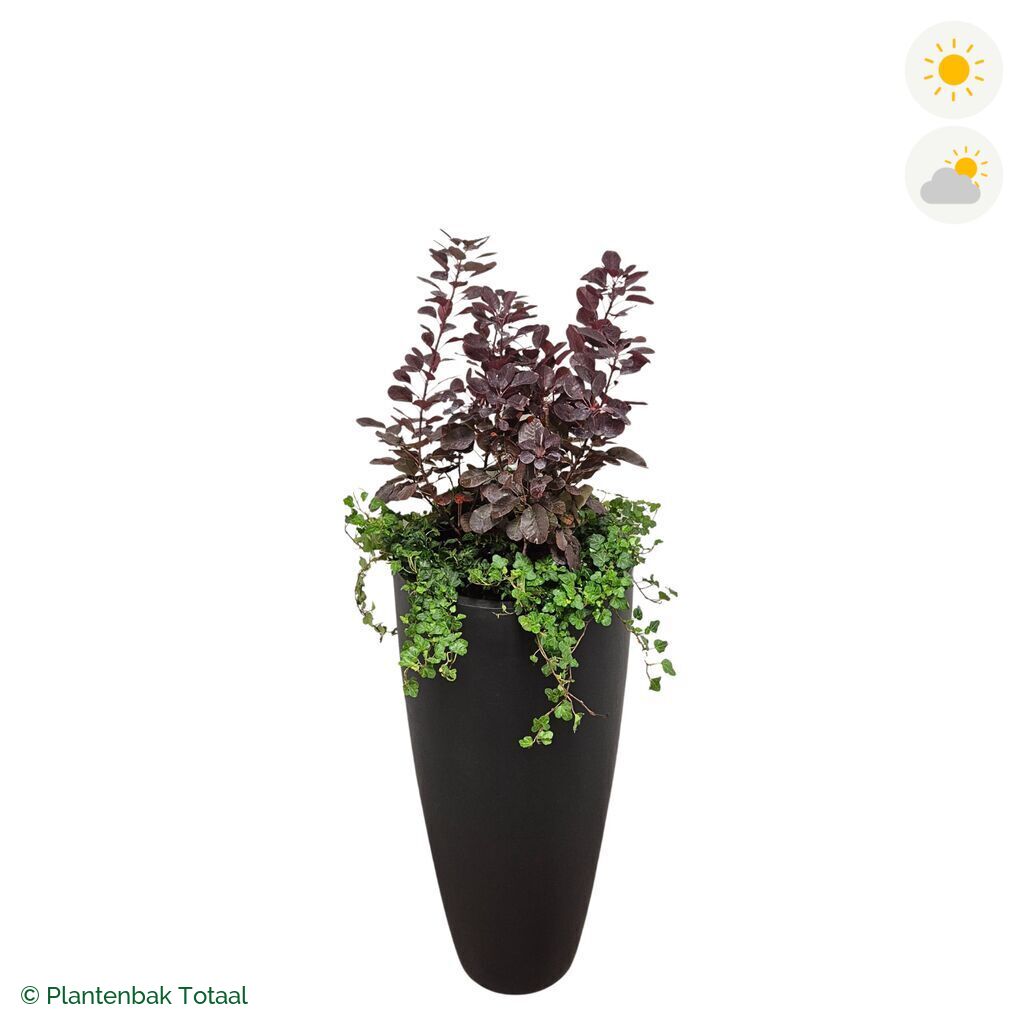 productfoto van plantenbak Fiberstone Dax Pruikenboom Combinatie