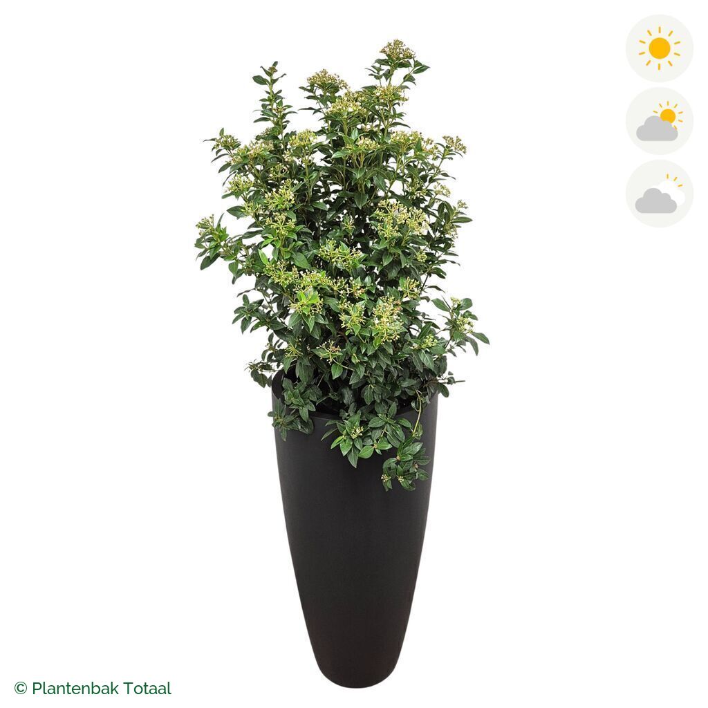 productfoto van plantenbak Fiberstone Dax Sneeuwbal Combinatie