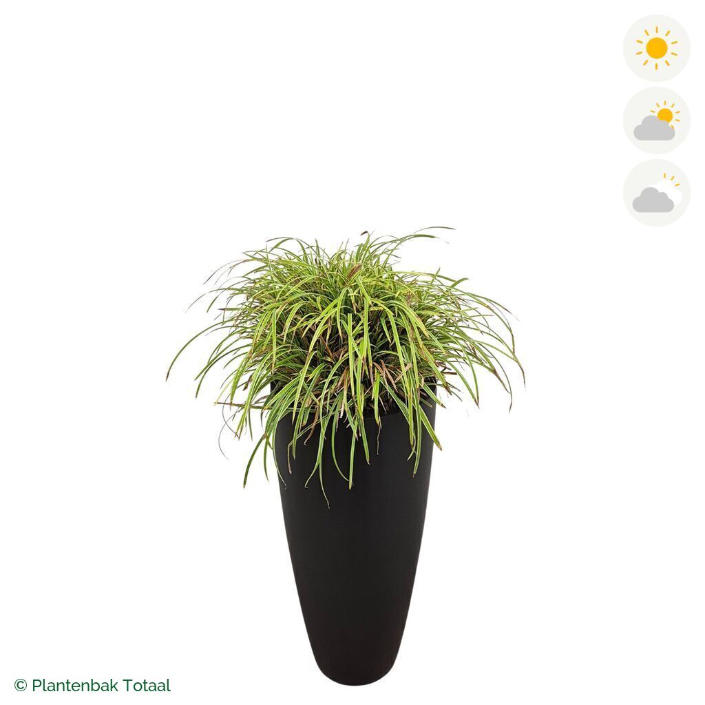 productfoto van plantenbak Fiberstone Dax Zegge